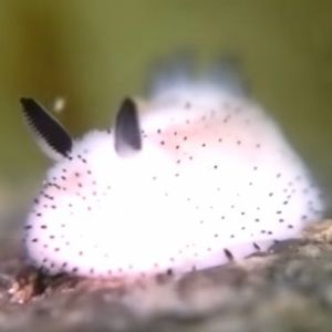 Meet your Posher, Bai